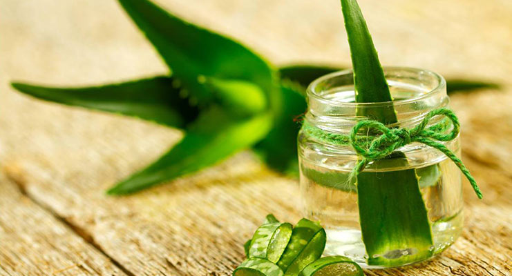 aloe vera